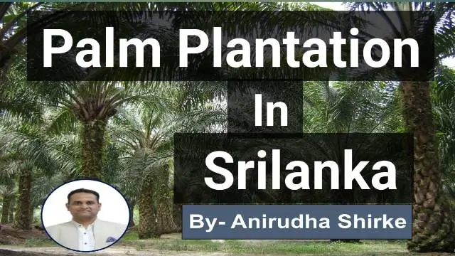 palm plantation in srilanka